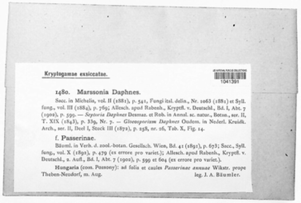 Marssonina daphnes image